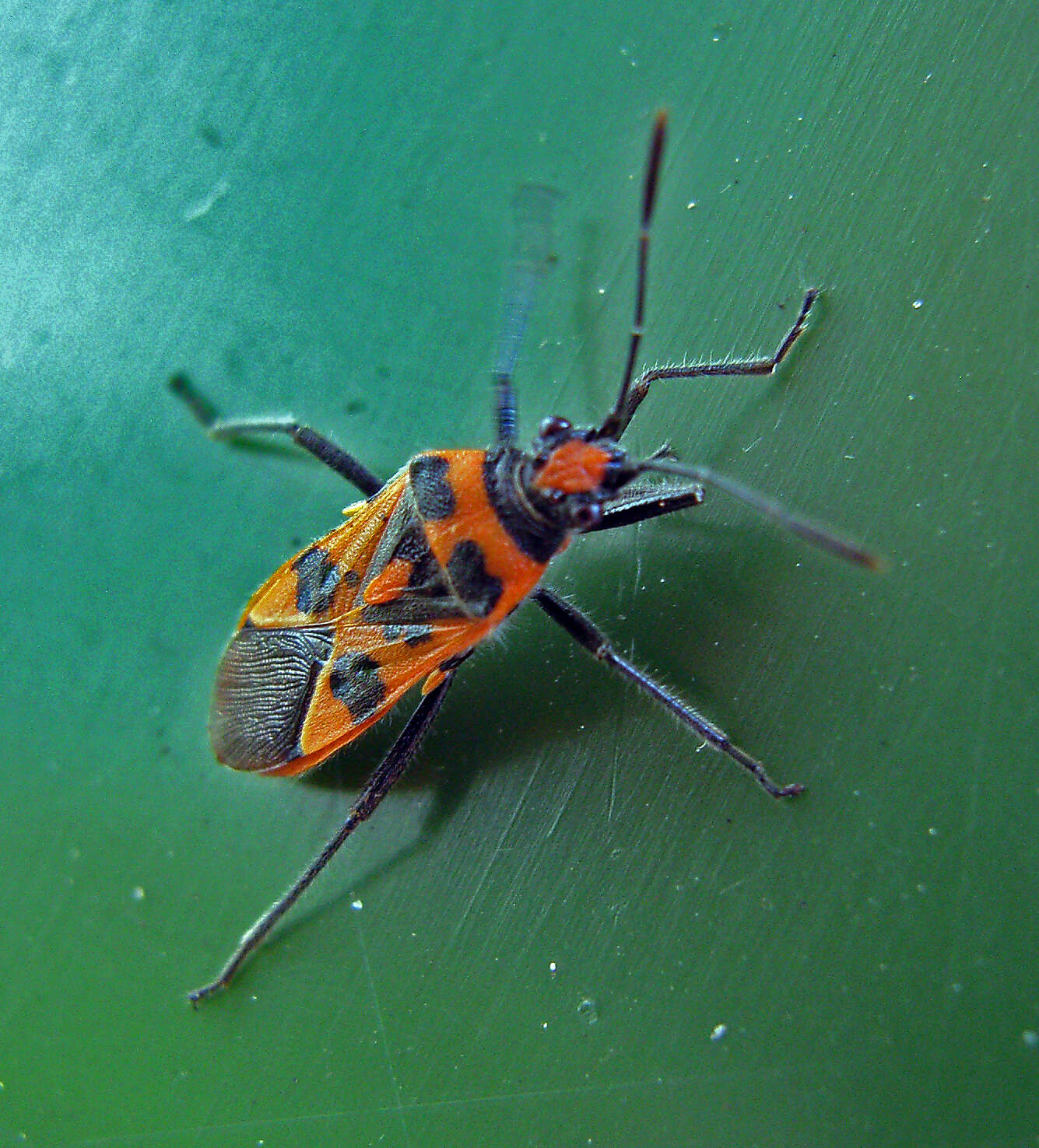 Image of black & red squash bug