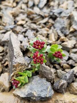 Image of ledge stonecrop