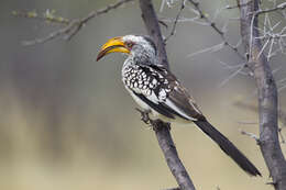 Image of Southern Yellow-billed Hornbill