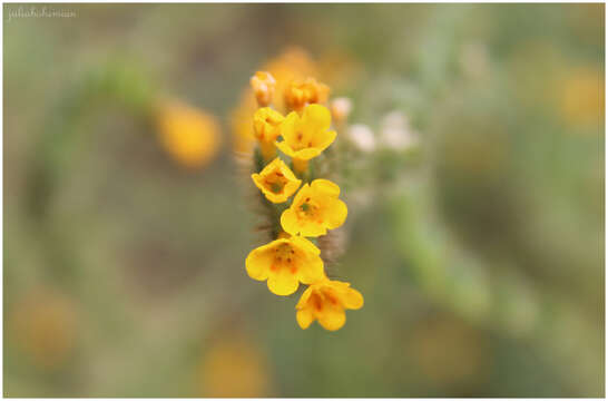 Image of Menzies' fiddleneck