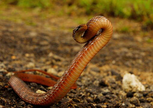 Image of Beddome’s Keelback