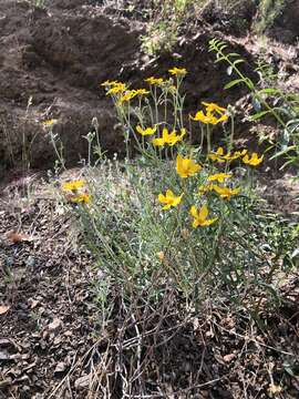 Image of Jepson's woolly sunflower