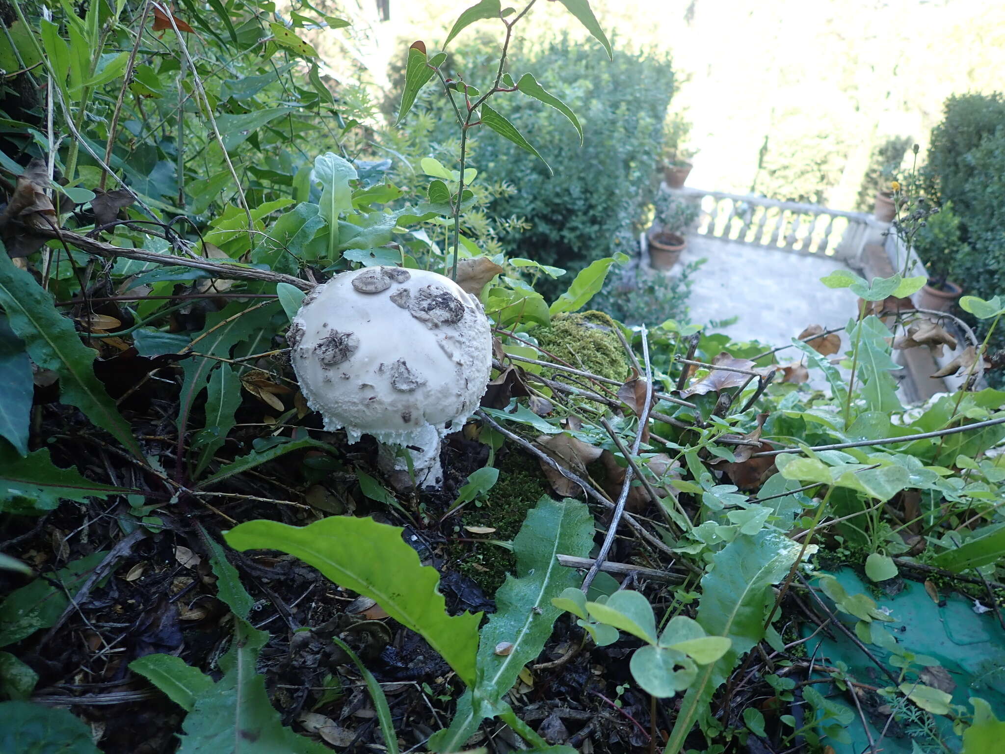 Image of Amanita strobiliformis (Paulet ex Vittad.) Bertill. 1866