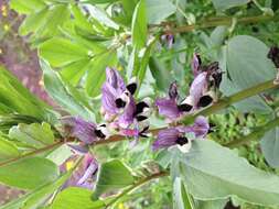 Image of Broad Bean