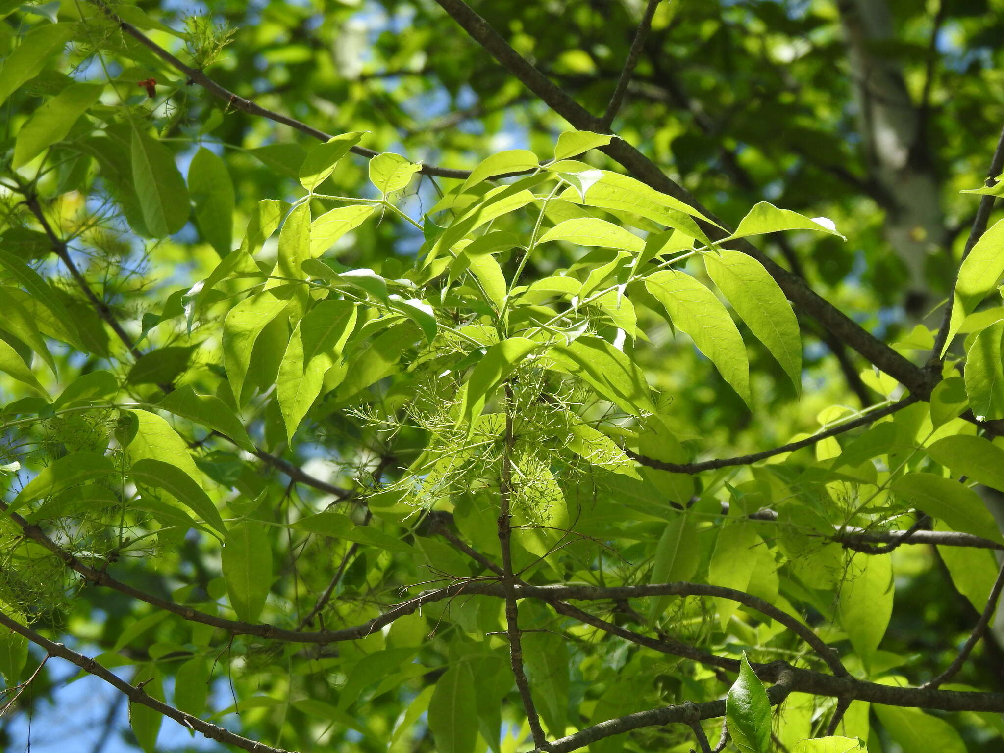 Image of Fraxinus pennsylvanica var. pennsylvanica