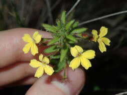 Image of Goodenia heterophylla Sm.