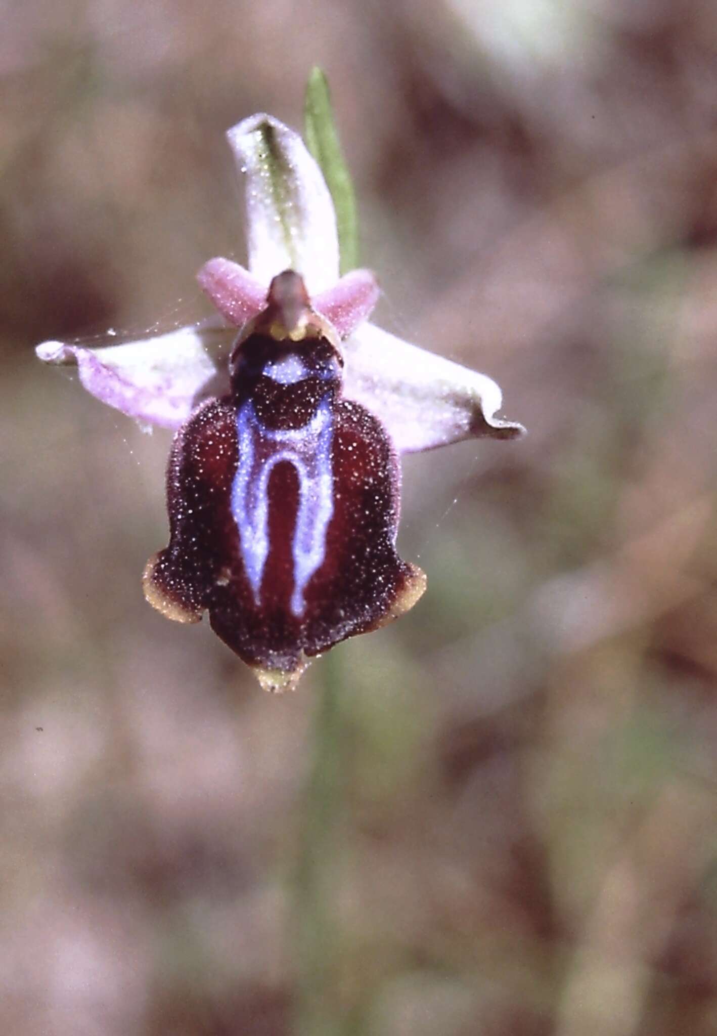 Image of Ophrys sphegodes subsp. spruneri (Nyman) E. Nelson