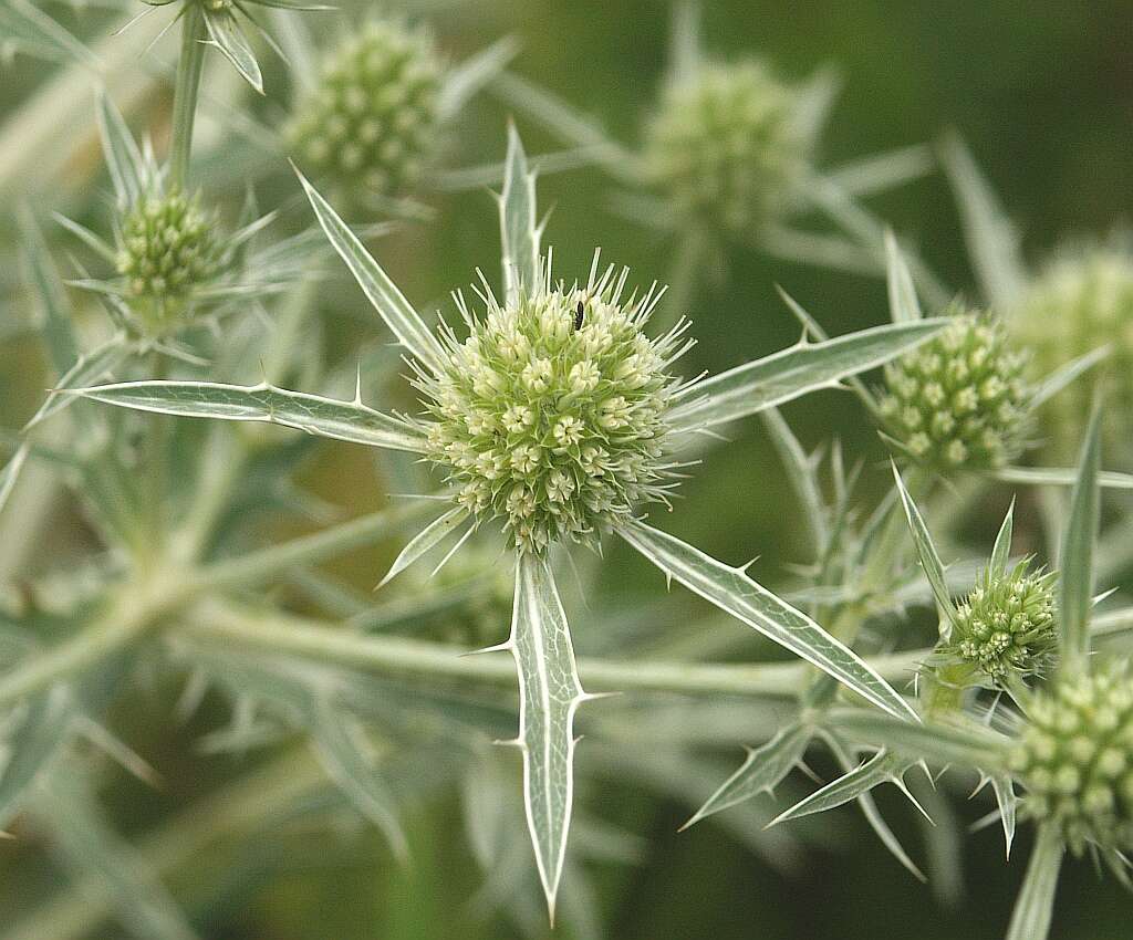 Image de chardon roulant