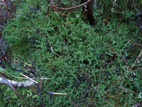 Image of Mountain Rimu