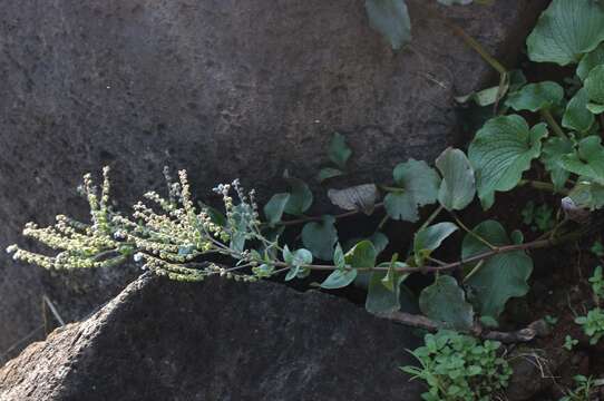 Cynoglossum malabaricum (C. B. Cl.) Riedl resmi