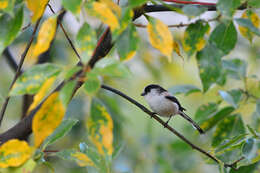 صورة Aegithalos caudatus kiusiuensis Kuroda & Nagamichi 1923