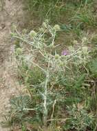 Eryngium campestre L. resmi