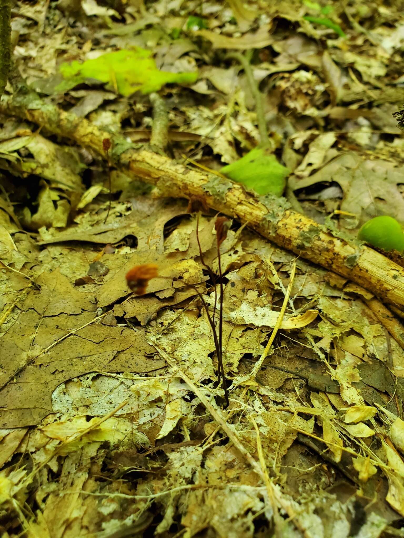 Image of Marasmius fulvoferrugineus Gilliam 1976