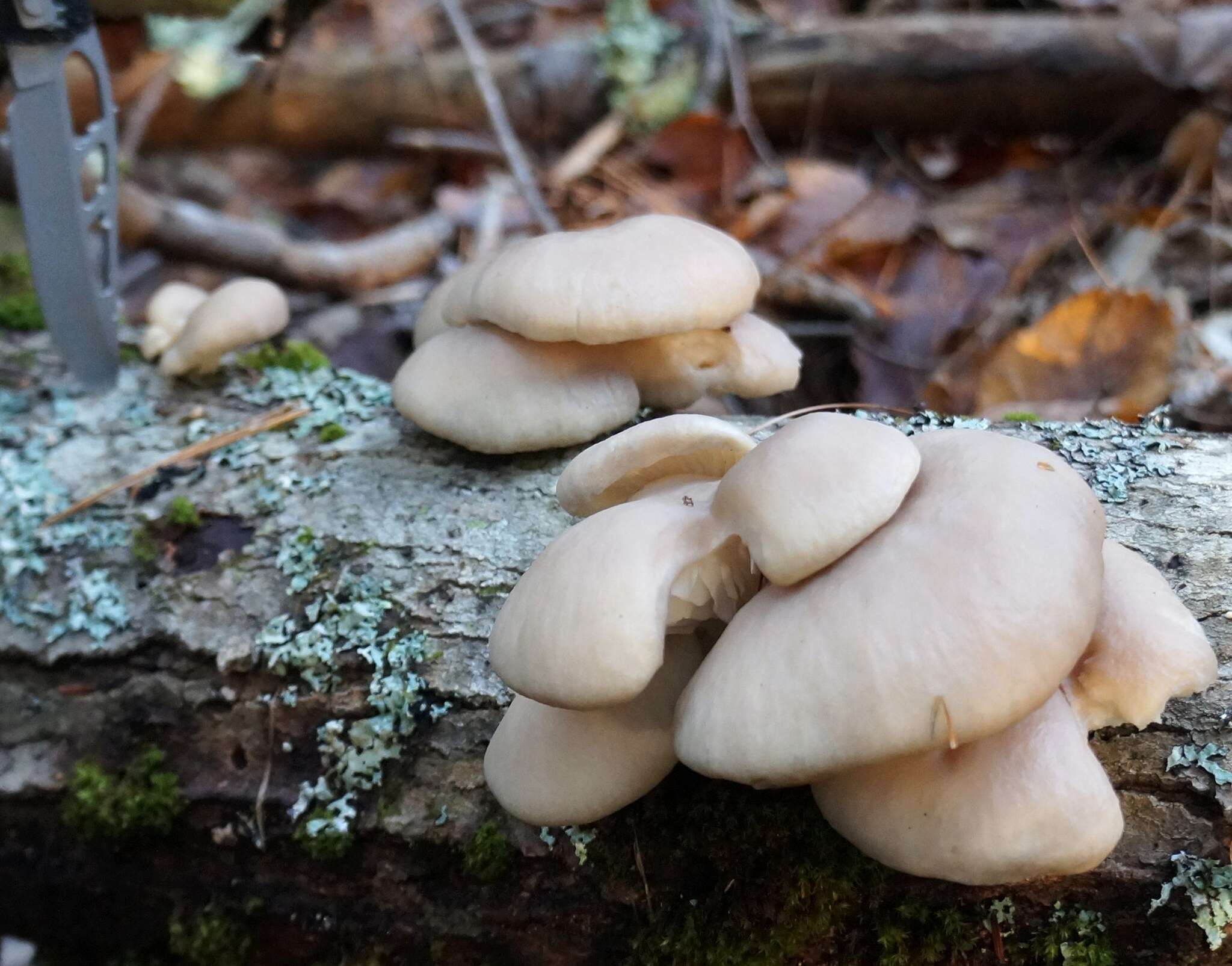 Image of Pleurotus populinus O. Hilber & O. K. Mill. 1993