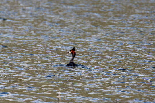 Image of Great Crested Grebe