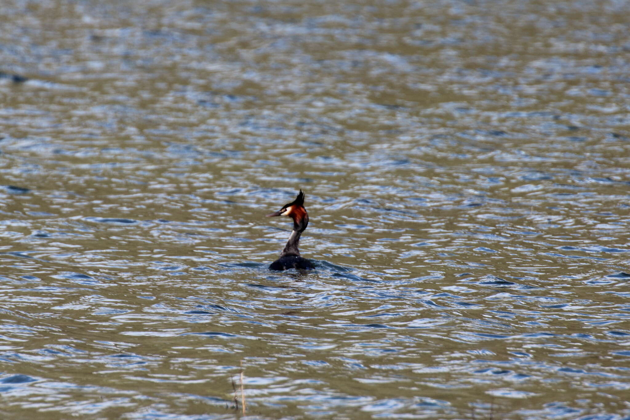 Image of Great Crested Grebe