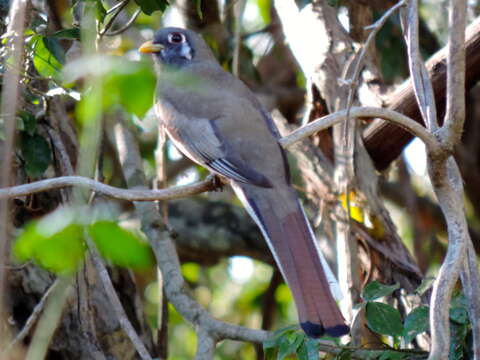 Слика од Trogon elegans Gould 1834