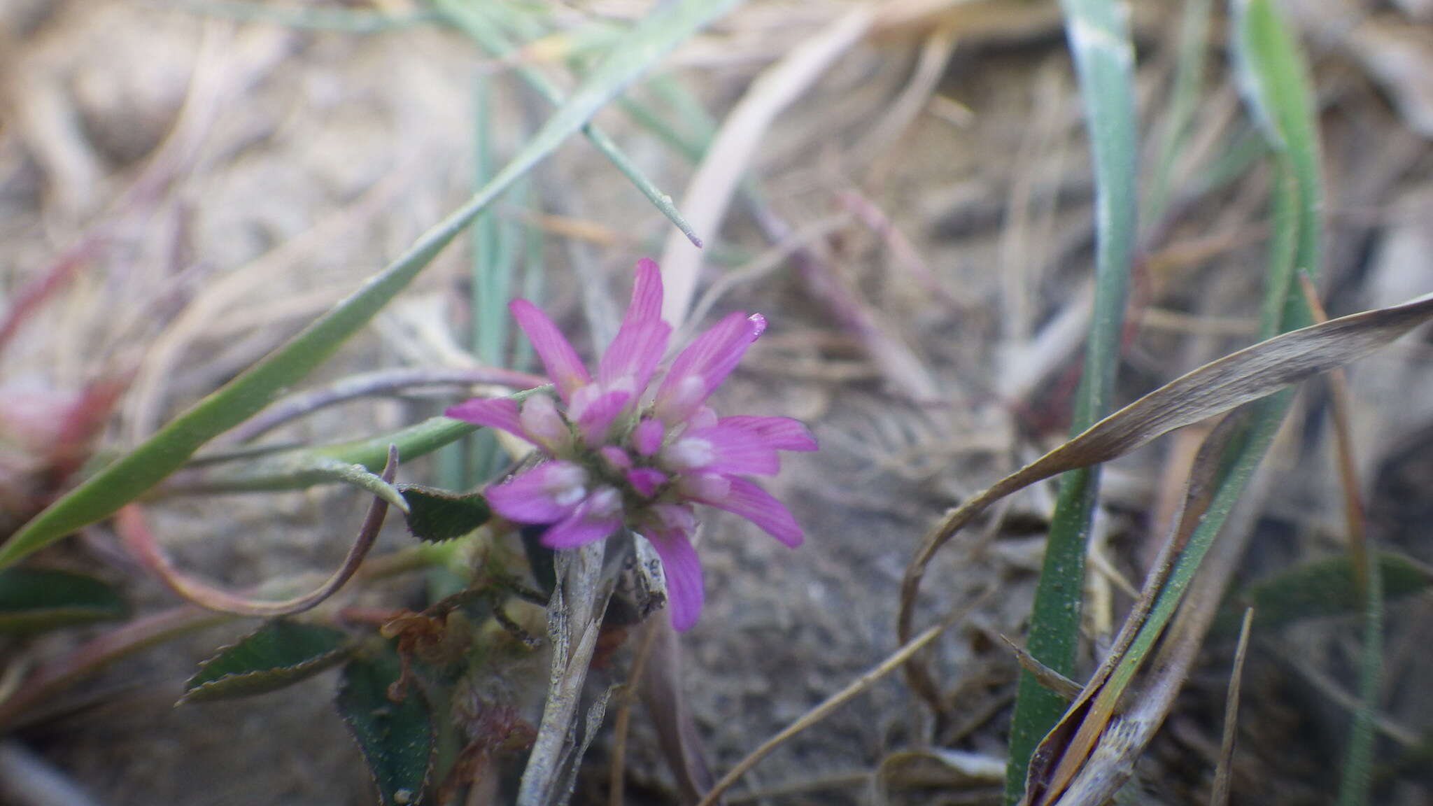 Imagem de Trifolium resupinatum var. resupinatum