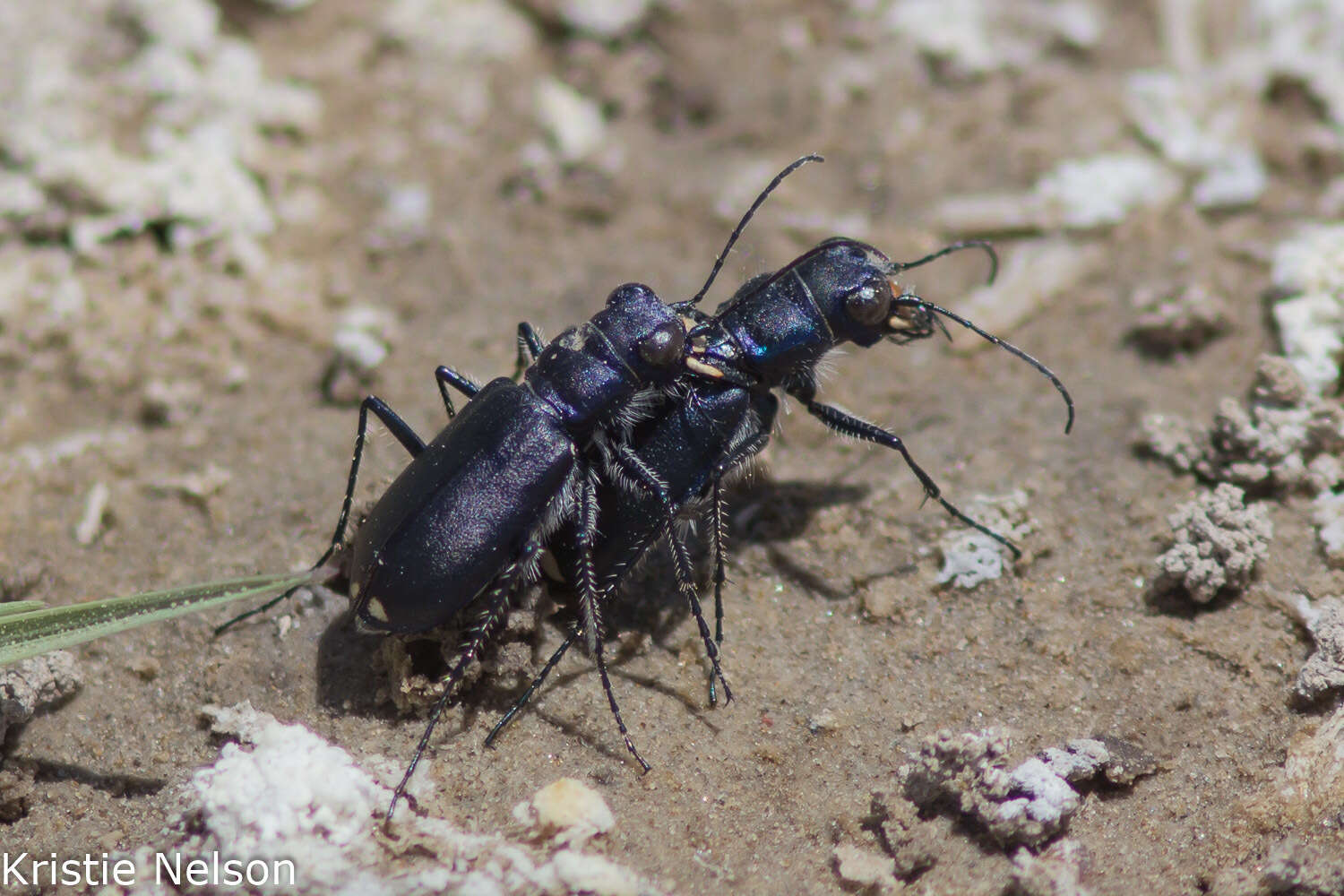 Image of Cicindela (Cicindelidia) amargosae Dahl 1939