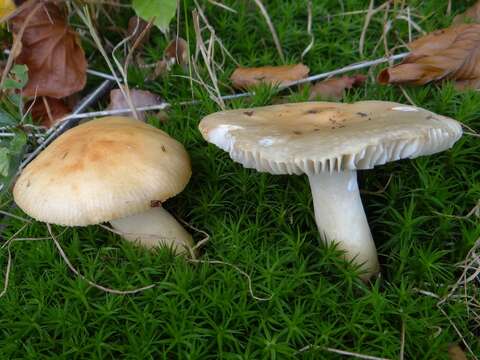 Image of Russula fellea (Fr.) Fr. 1838