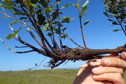 Image of Morella quercifolia (L.) D. J. B. Killick