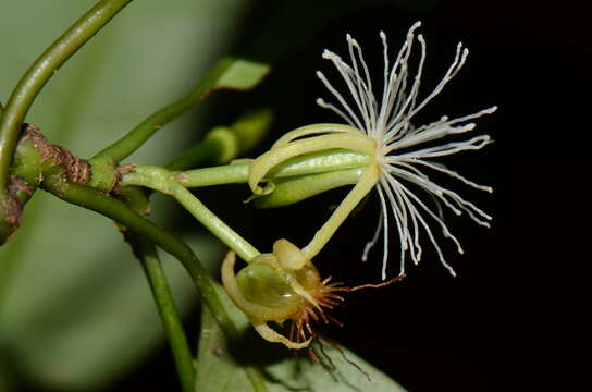 Image of Tovomita stylosa Hemsl.