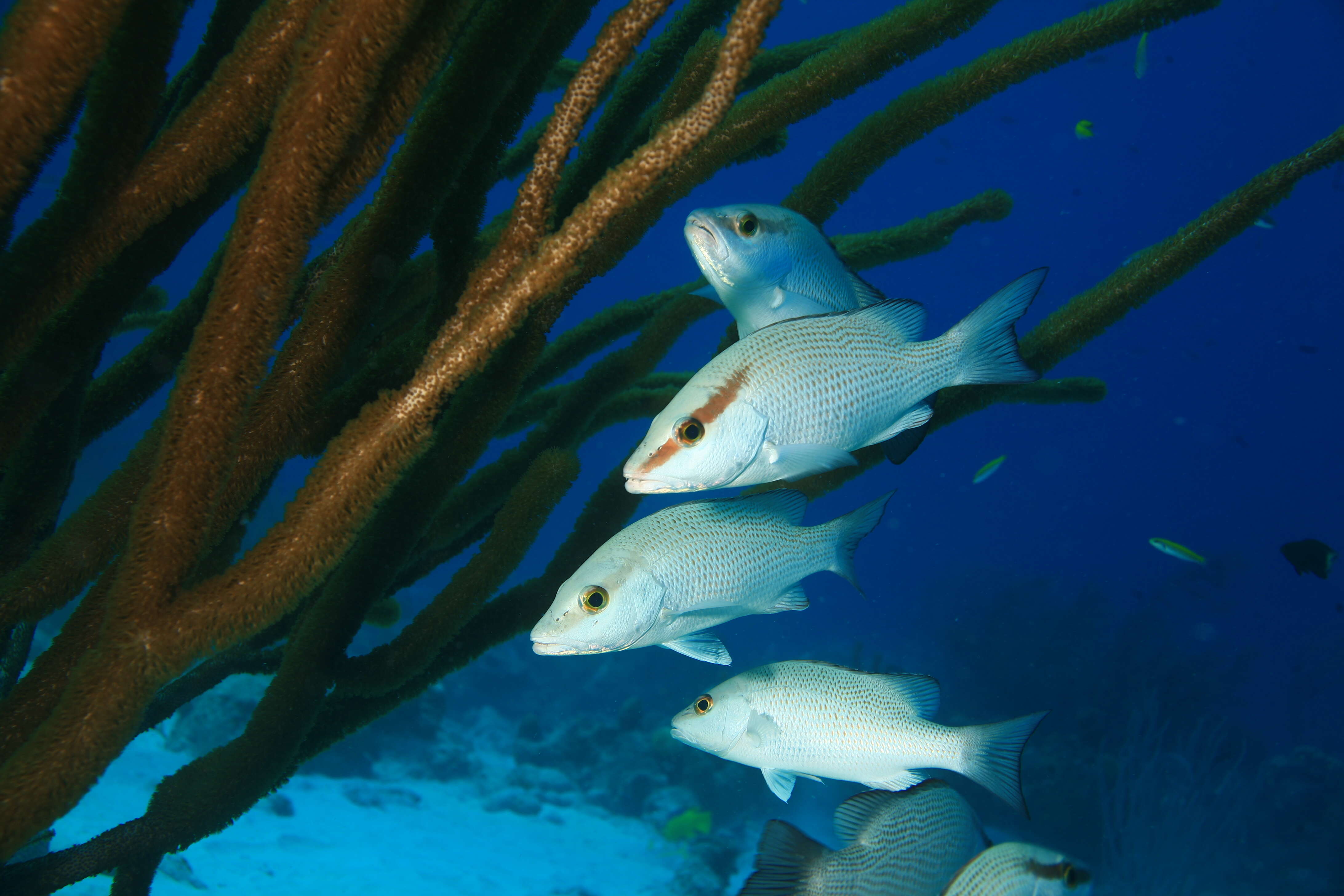 Image of Gray Snapper