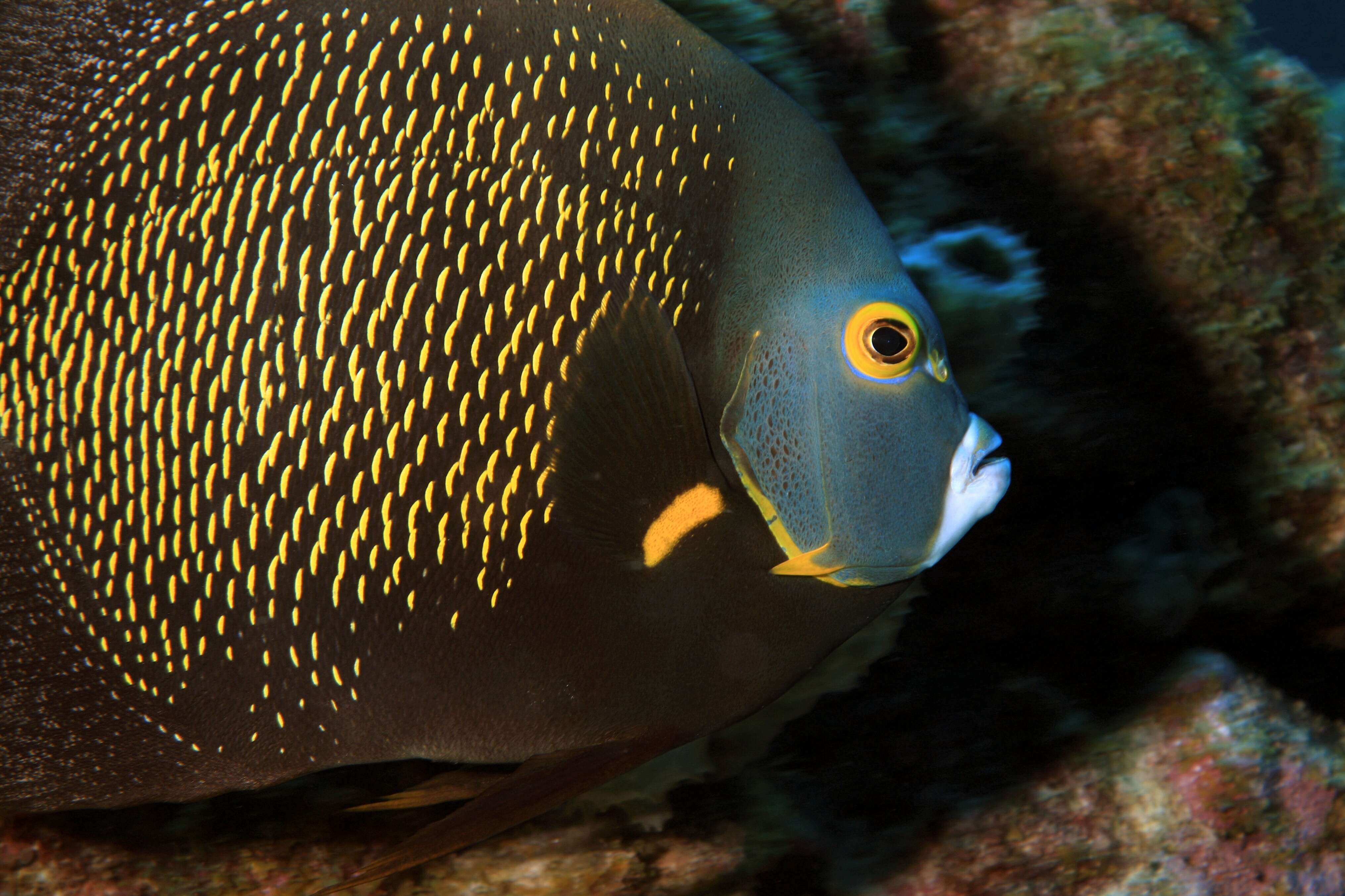 Image of Angelfish