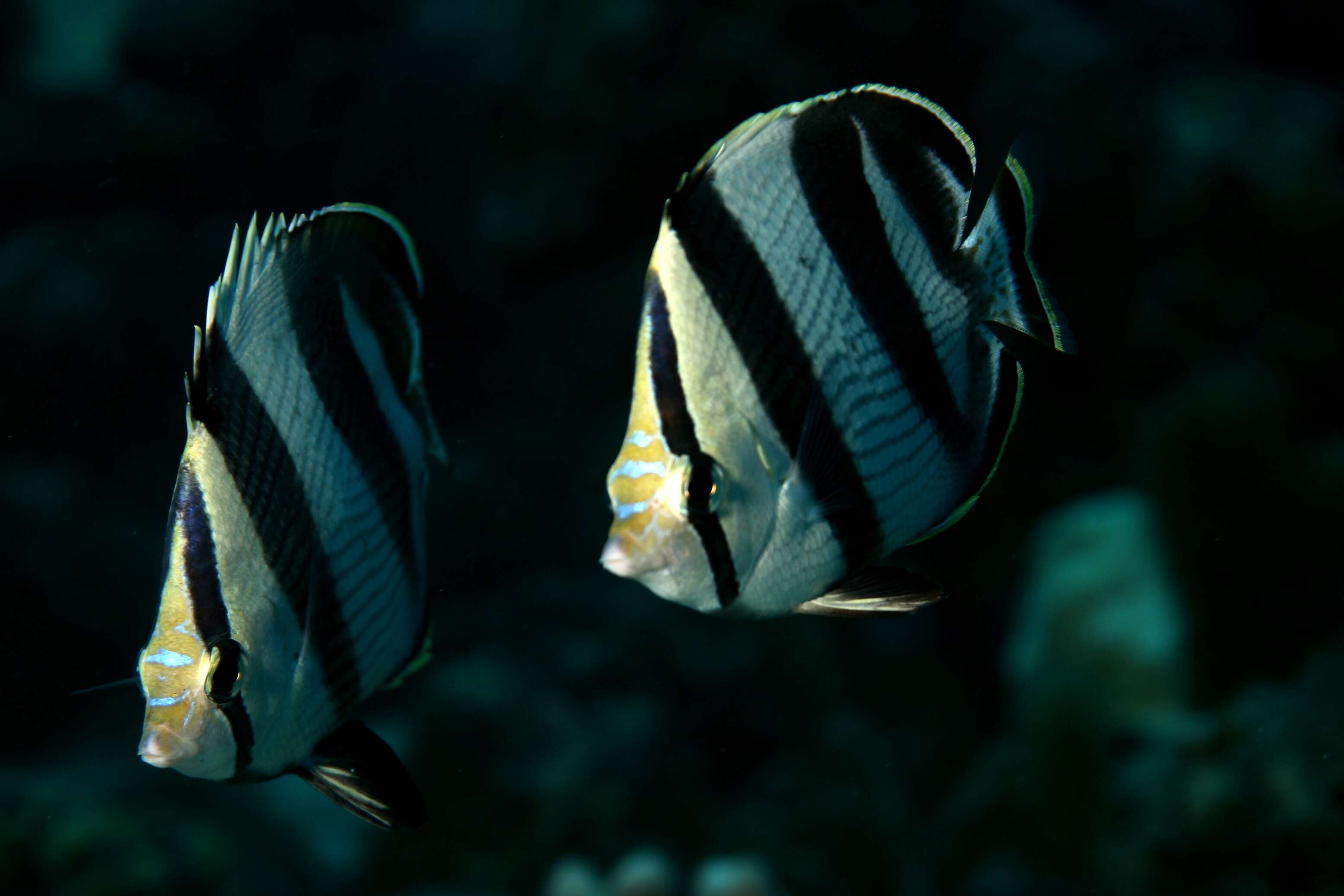 Image of Banded Butterflyfish