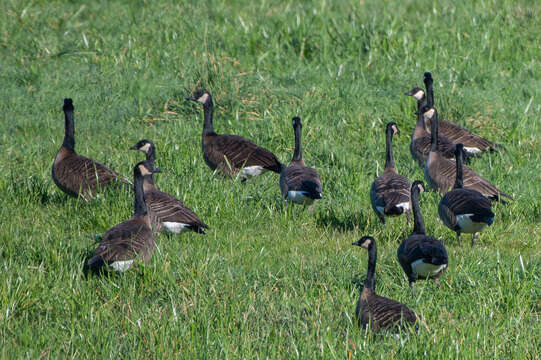 Image of Branta canadensis occidentalis (Baird & SF 1858)