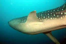 Image of whale sharks