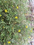 Image of threeray tarweed