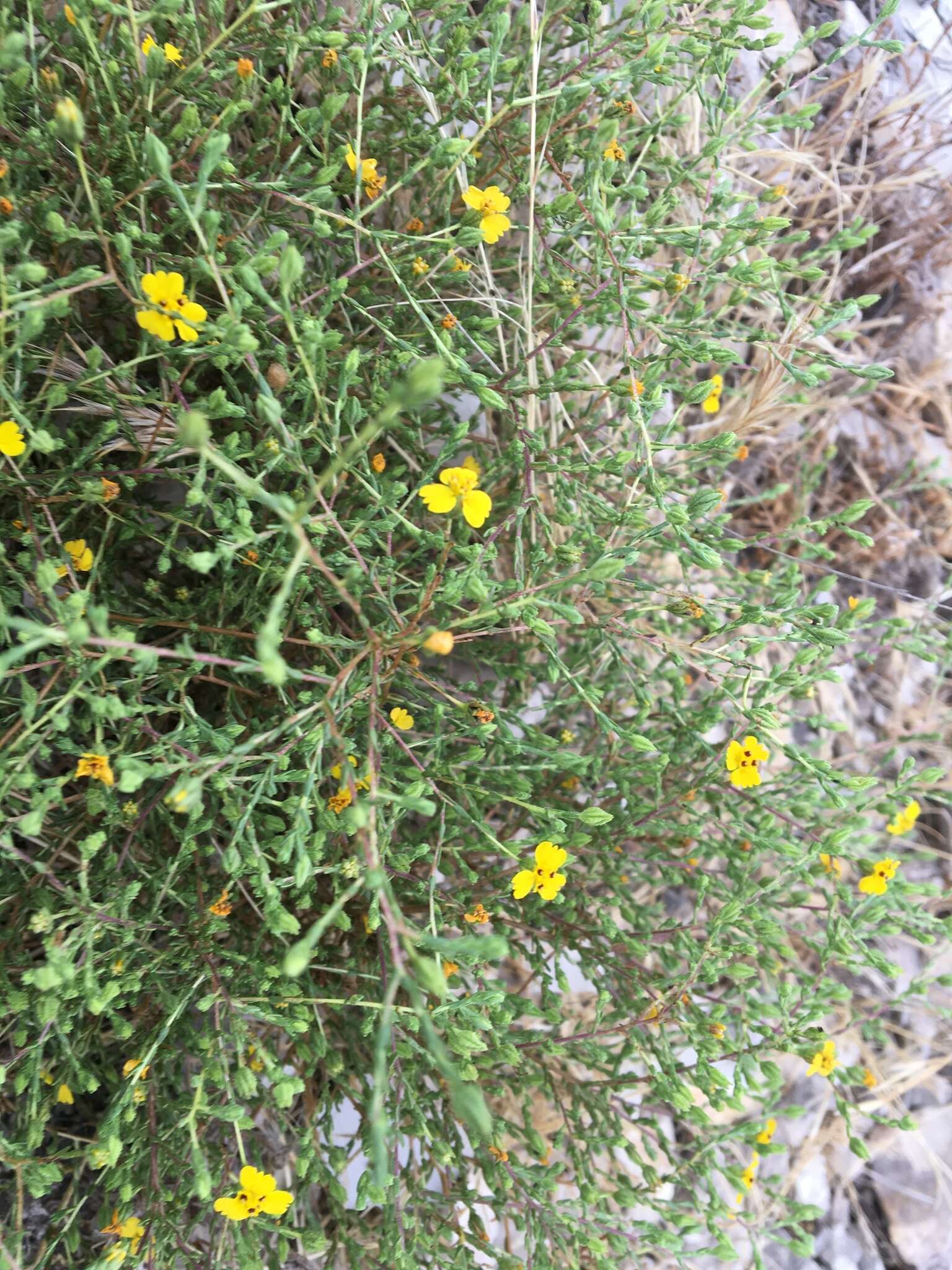 Image of threeray tarweed