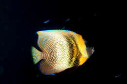 Image of Cortez Angelfish