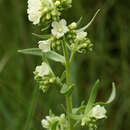 صورة Anchusa ochroleuca M. Bieb.