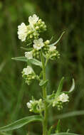 Imagem de Anchusa ochroleuca M. Bieb.