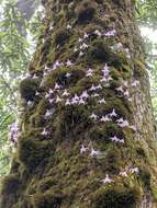 Plancia ëd Pleione hookeriana (Lindl.) Rollisson