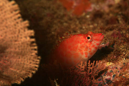 صورة Cirrhitichthys oxycephalus (Bleeker 1855)