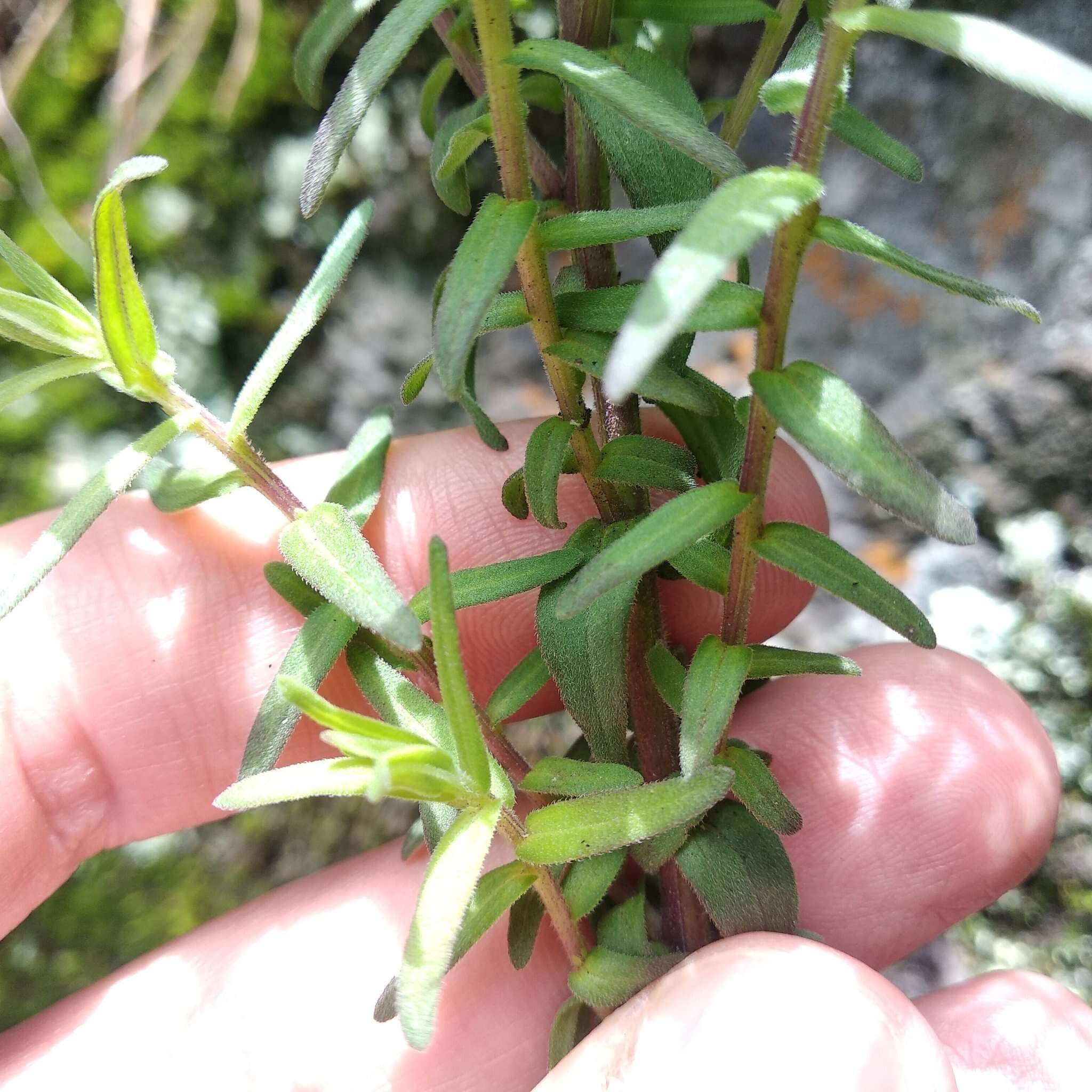 Image of Castilleja tenuiflora var. tancitaroana (G. L. Nesom) J. M. Egger