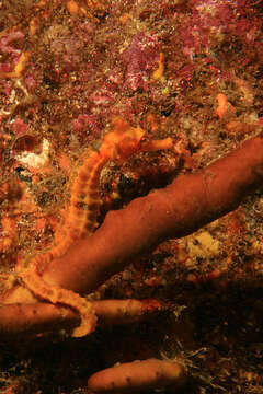 Image of Giant Seahorse