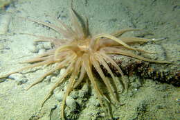 Image of burrowing anemone