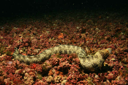 Image of Snowflake moray