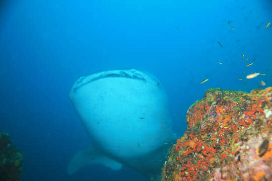 Image of Rhincodon