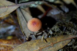 Sivun Mycena ura Segedin 1991 kuva