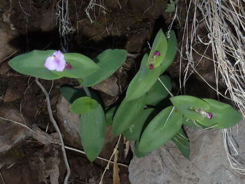 Image of Trans-Pecos spiderwort