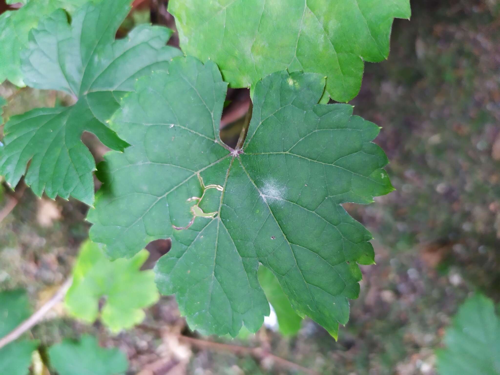 Image of Grape Powdery Mildew