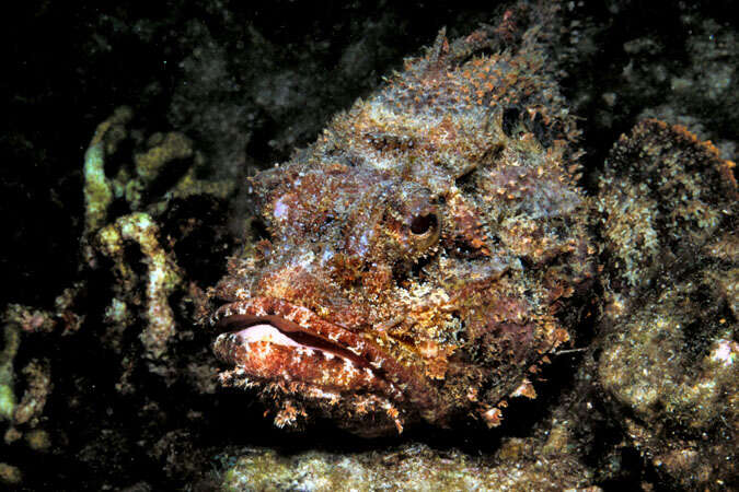 Image of scorpionfishes