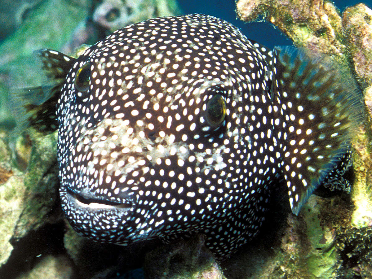 Image of Hawaiian Whitespotted Toby