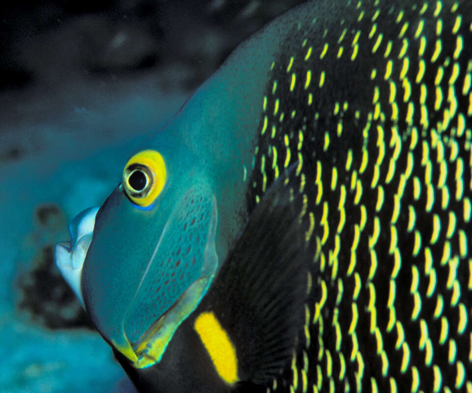 Image of Angelfish