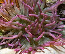 Image of Giant anemone